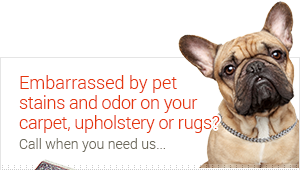 pet stain & odor treatment